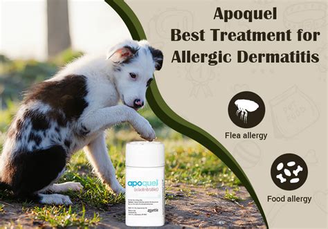 Apoquel – Best Treatment for Allergic Dermatitis