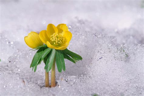 Winter Aconite Plants Care and Growing Guide