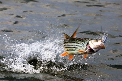 46 best TIGERFISH images on Pinterest | Fishing, Tiger fish and Fly fishing