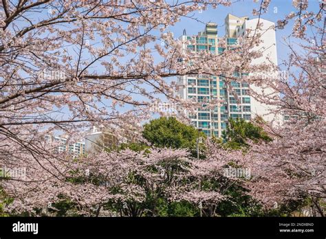 Cherry Blossom at Haeundae Dalmajigil Road, Busan South Korea Stock Photo - Alamy