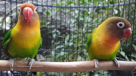 Lovebird Singing & Chirping Sounds - Green Fischer Pair | African love, Animal sounds, Love birds