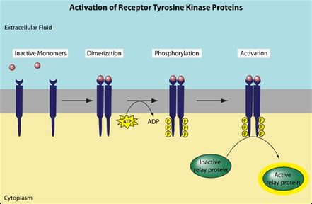 Tyrosine-Kinase - AP Biology