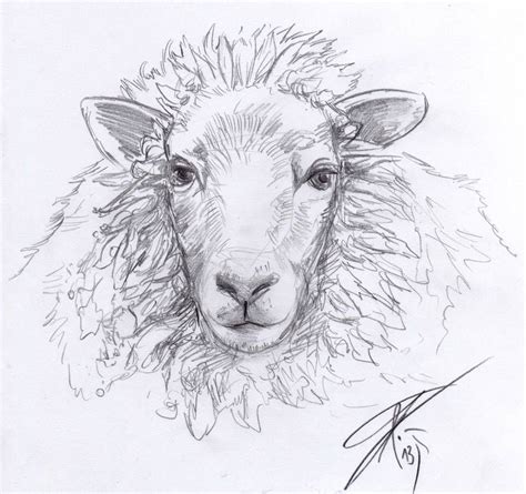 Awasome Realistic Lamb Drawing 2022