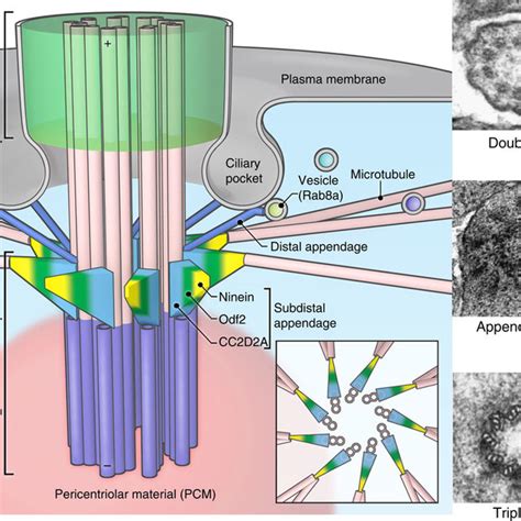 A schematic of the base of primary cilium showing the MC (basal body)... | Download Scientific ...