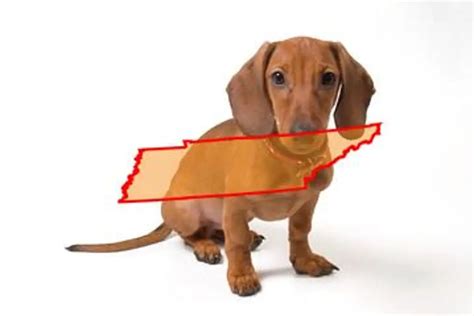 5 Best Bloodhound Breeders in Tennessee: Prices of Their Puppies.