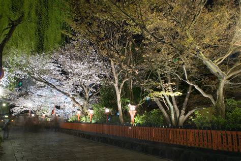 Jeffrey Friedl's Blog » Night Long-Exposure Gion Cherry Blossoms