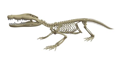 Crocodile Skeleton - Buy Royalty Free 3D model by 3DHorse [d21c273] - Sketchfab Store