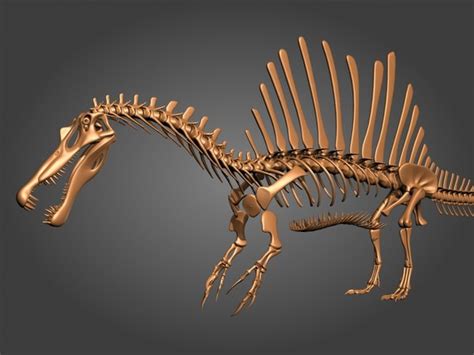 modèle 3D de nouveau squelette de spinosaurus - TurboSquid 864547