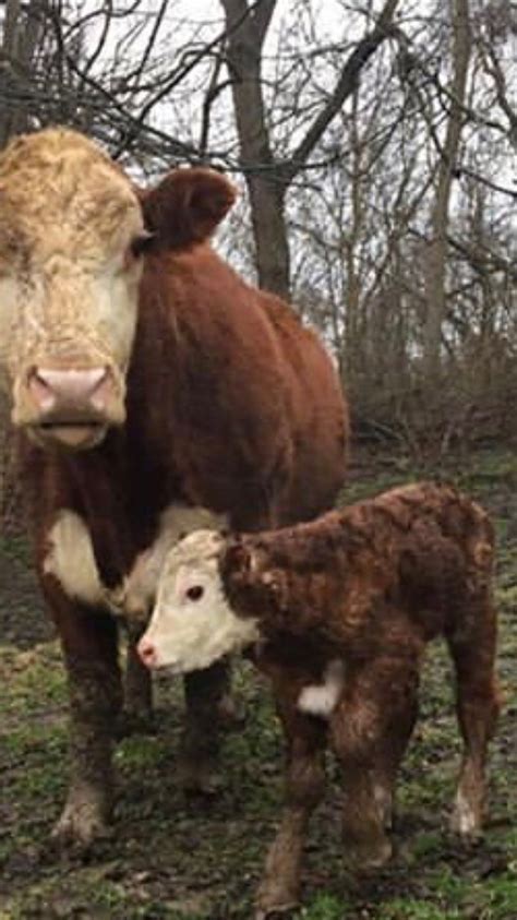 Hereford | Hereford cattle, Hereford cows, Cattle