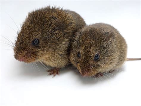 Prairie Vole Study Raises Questions on Role of Oxytocin in Social ...