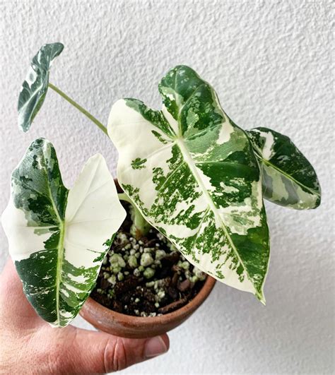 Alocasia Frydek variegata Micholitziana | Variegated plants, Planting flowers, Plants