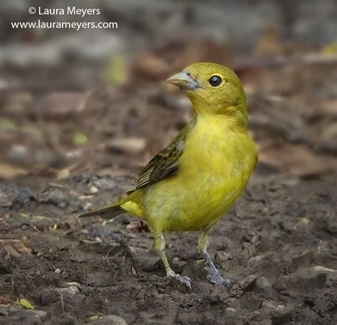 Scarlet Tanager Female - Laura Meyers Photography