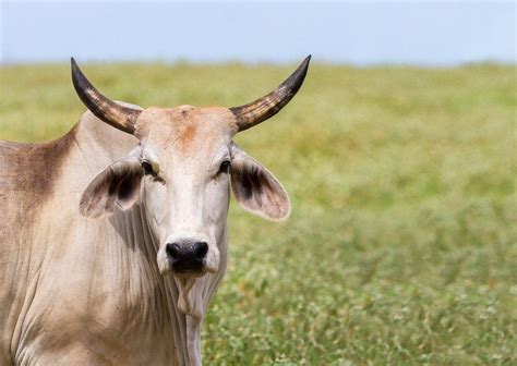 The Brahman or Brahma Cattle | Hereford cattle, Cattle, Brahman