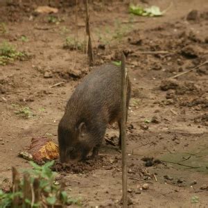 Pygmy Hog - Facts, Diet, Habitat & Pictures on Animalia.bio