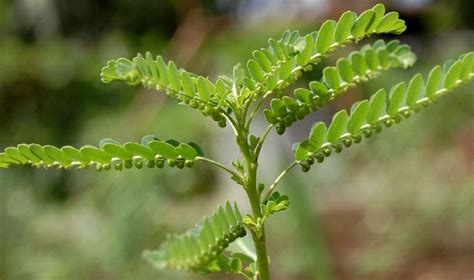 Phyllanthus amarus Buy Phyllanthus Amarus in Manesar Haryana India from ...