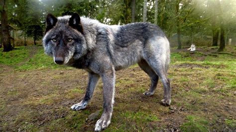 Large wolf | Largest wolf, Big wolf, Wolf dog breeds