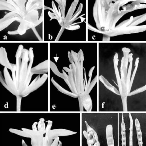 a–h Flower and silique morphology of CMS and fertilityrestored plants... | Download High ...