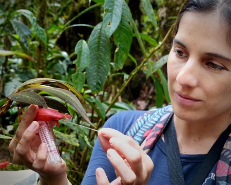 How Colombian Hummingbirds Are Linked To The Plants They Feed On