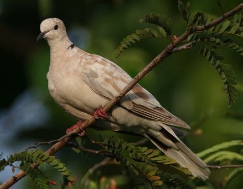 Birds: Eurasian Collared-Dove