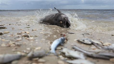 Red Tide Causes Food Insecurity in Sarasota – The Catalyst