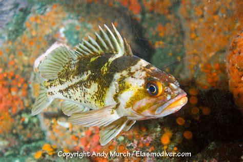 Copper Rockfish Pictures - images of Sebastes caurinus