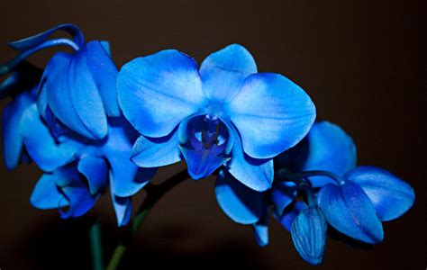 A Stem Of Beautiful Blue Orchids Photograph by Sherry Hallemeier