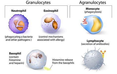 Blood Cell - The Definitive Guide | Biology Dictionary