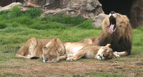 Lion yawning Free Photo Download | FreeImages