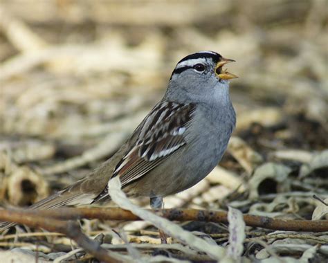 Butler's Birds: White-Crowned Sparrow