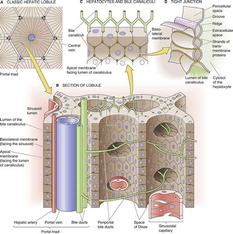 Structure Of Sinuses