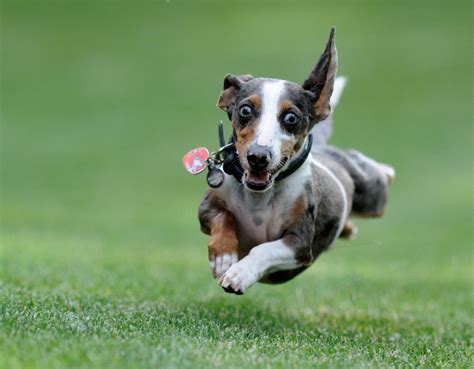 Extremely Smart Dog Is So Excited For His Walk - New Theory Magazine