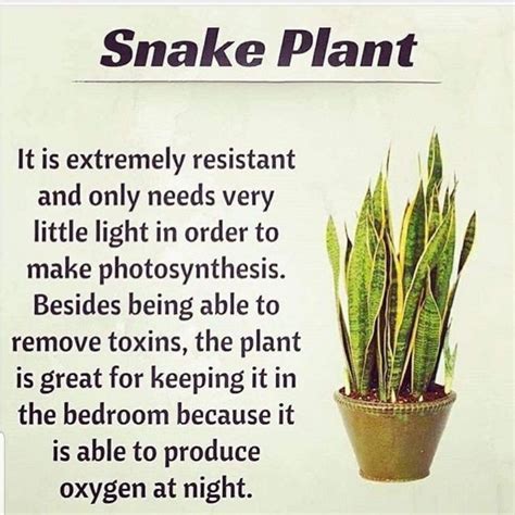 Pin by Regina Warren on garden in 2020 | Snake plant, Plants, Plant ...