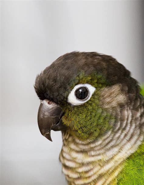 Green cheeked conure stock image. Image of lovely, conure - 3628035