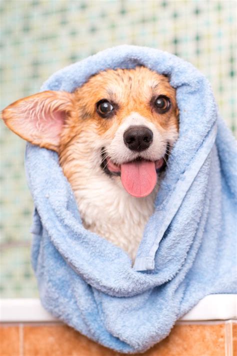 How Often Does Your Dog Need a Bath? | Corgi, Bubble dog, Dogs