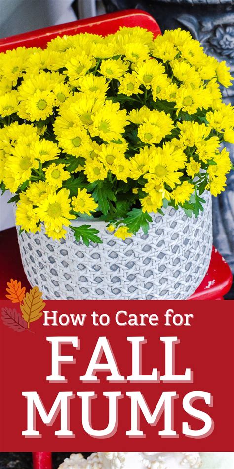 Tips for Caring for Fall Potted Mums - Harbour Breeze Home