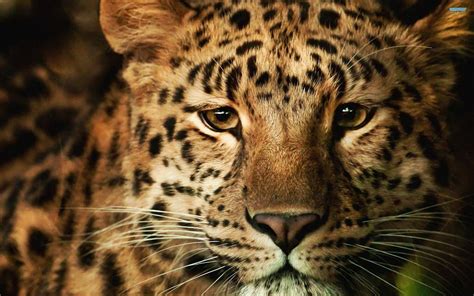 Leopard Wallpapers - Wallpaper Cave