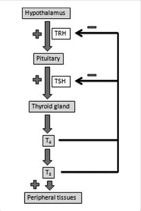 Regulation And Action Of Thyroid Hormones