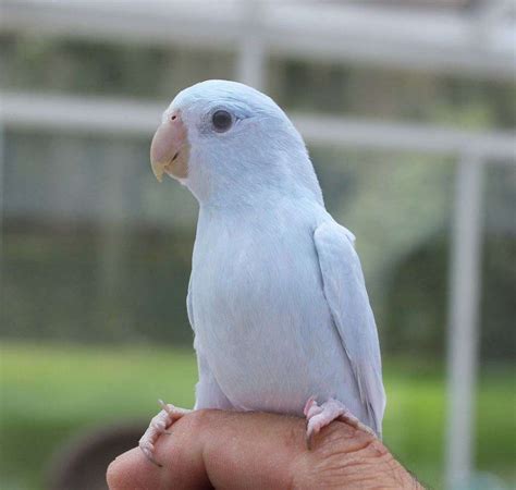 Beautiful Pristine Light Blue Parrotlet - Fast Shipping