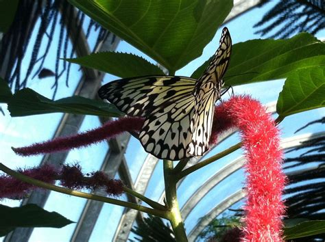 A Visit to the Butterfly Conservatory