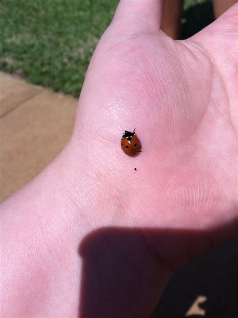 This ladybug pooped on me. : r/funny