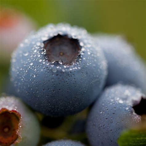 Alison Morrow, Environmental Reporter – Bow Hill Blueberries