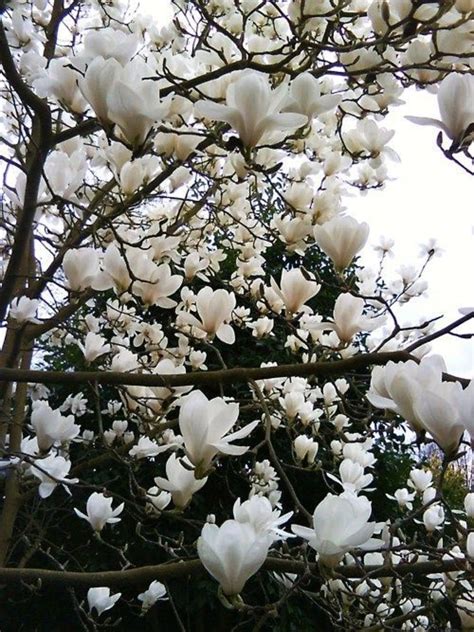 Ohio’s Blooming Magnolia Trees - Dengarden