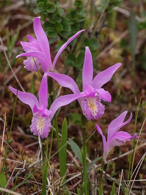 Arethusa bulbosa (Dragon's Mouth): Go Orchids