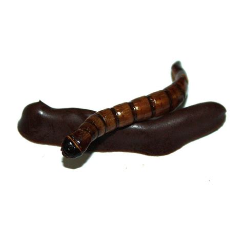 Chocolate Covered Superworms