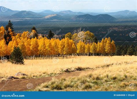 Fall Color Flagstaff Arizona (6) Stock Photo - Image of meadow, flagstaff: 6684008