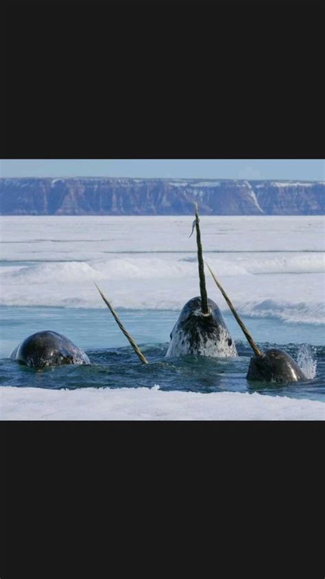 One of the most unique, special and elusive species on earth The Narwhal Photo credit : [IG ...