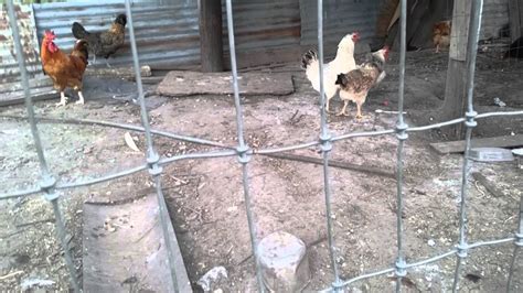 Hens fighting - YouTube