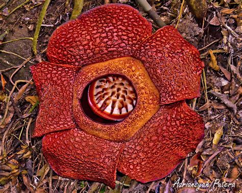 Virtual Adrian: The World's Largest Flower - Rafflesia Arnoldii