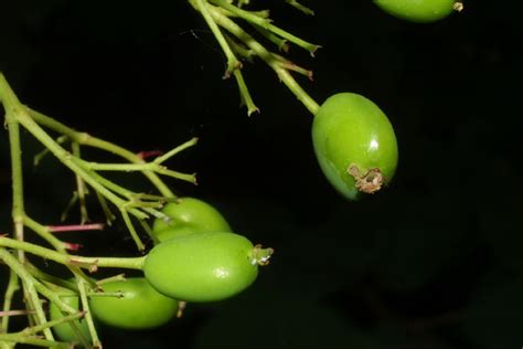 Viburnum