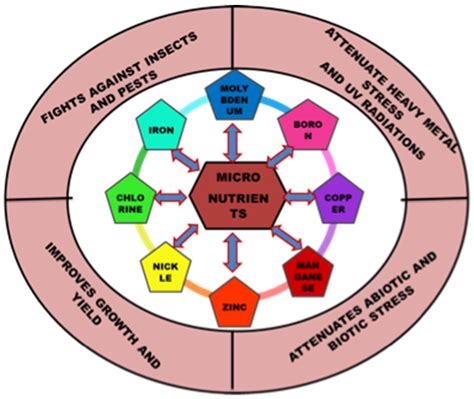 Plants | Free Full-Text | Proteomic and Genomic Studies of ...